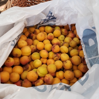 apricots (1 of 1)